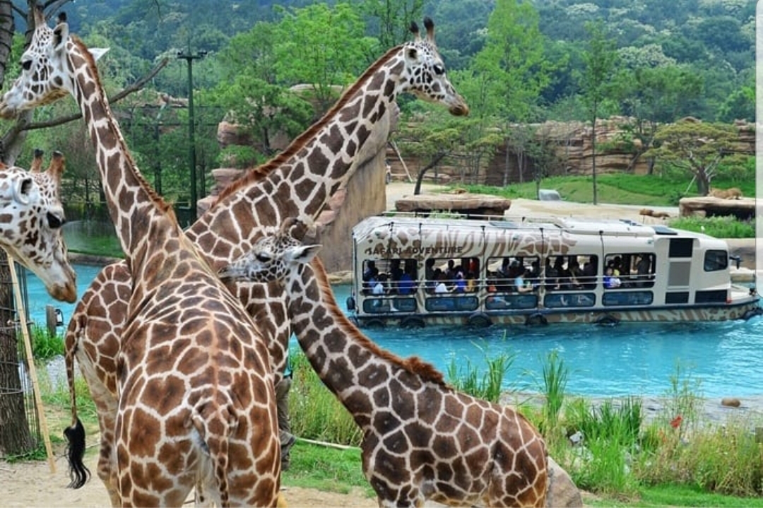 Everland_Giraff
