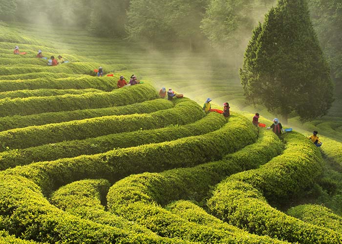 Boseong Green Tea Fields