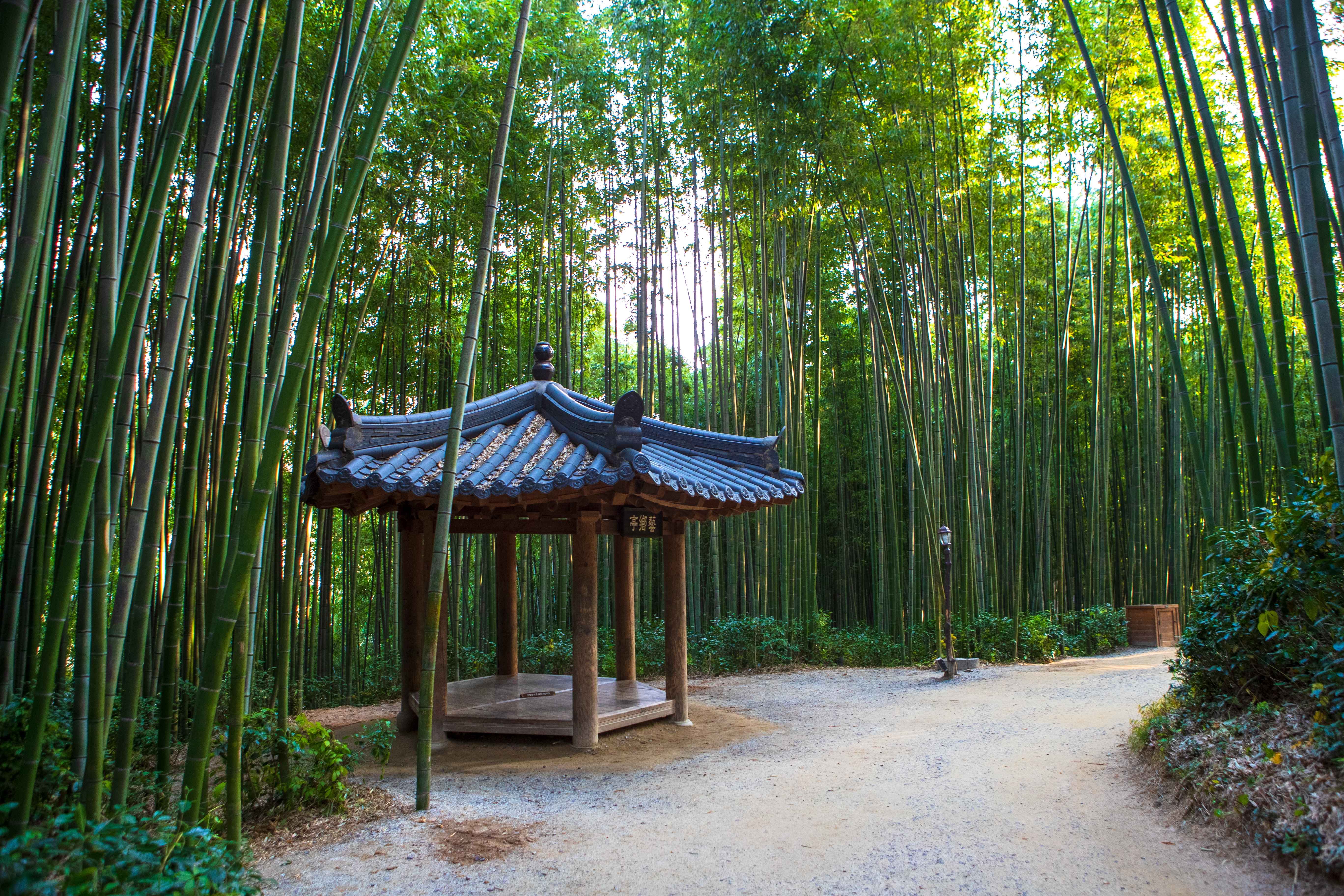 Damyang Bamboo Forest (Juknokwon)
