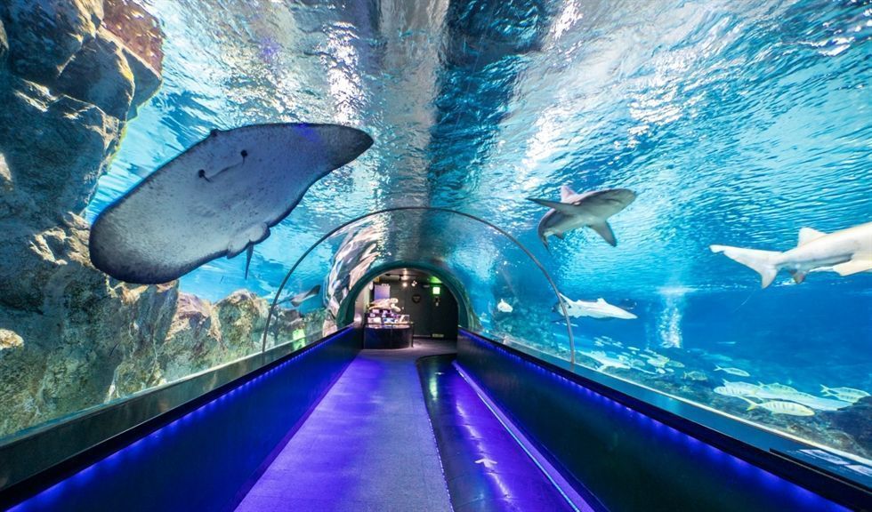 Coex Aquarium
