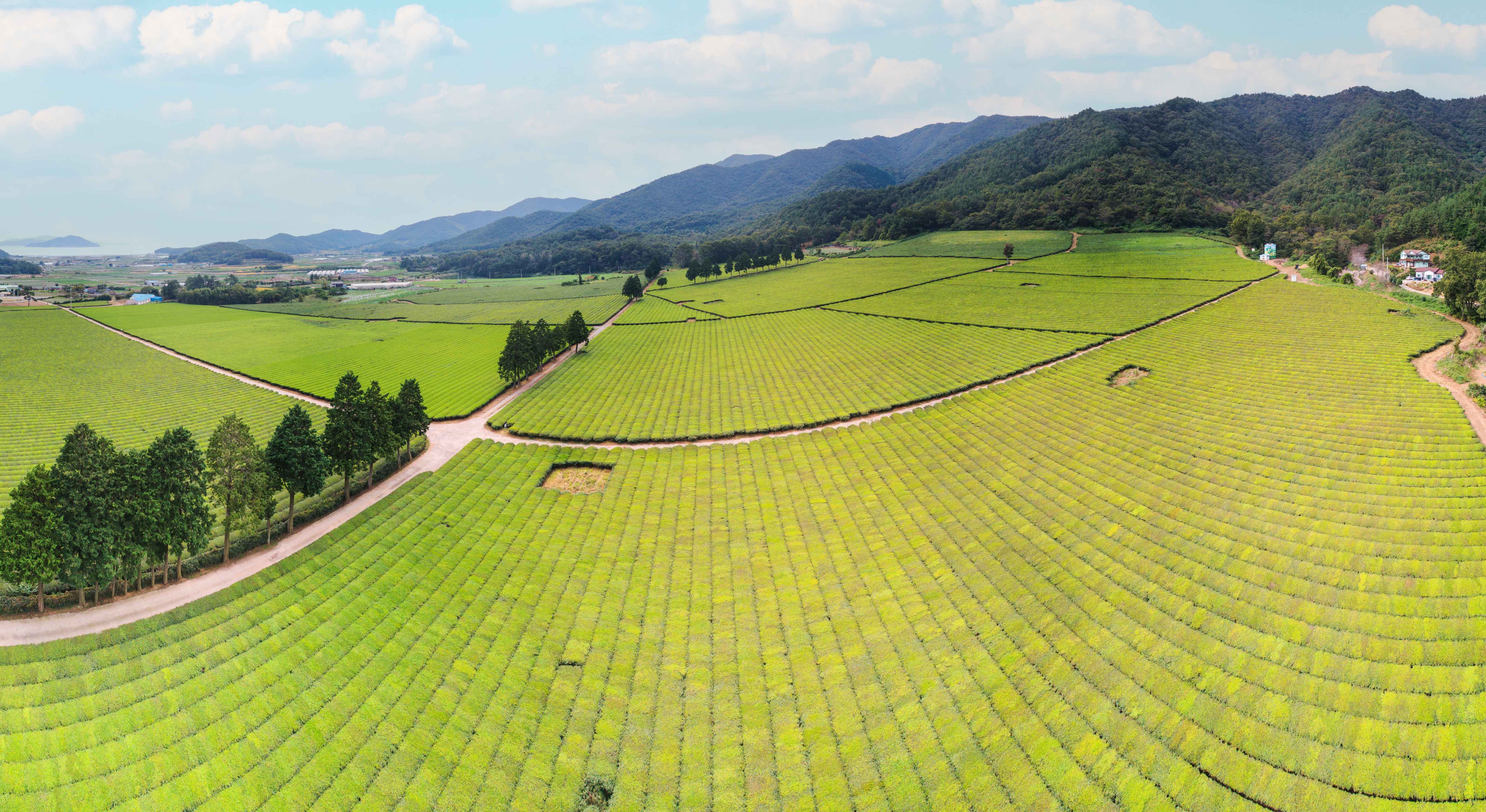 Boseong Green Tea Fields
